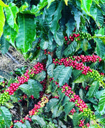 Load image into Gallery viewer, BOLIVIA COPACABANA
